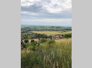 STP Viničné Šumice CP 2330 m2 u lesa, vinice