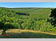 Lesní pozemky 2288 m2 - Morkůvky, okres Břeclav
